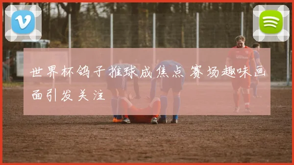 世界杯鸽子推球成焦点 赛场趣味画面引发关注